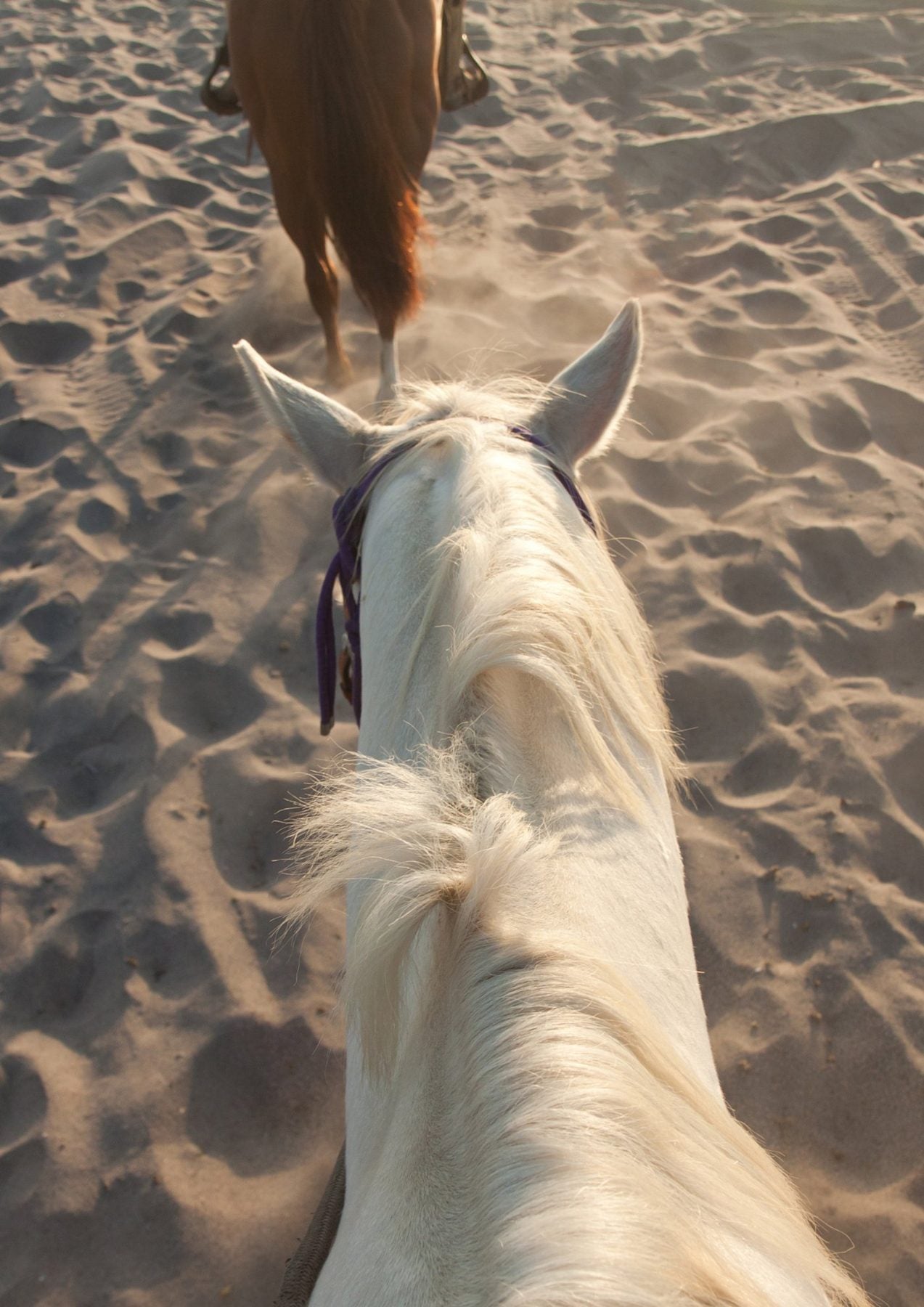 View from the saddle over a horse's ears
