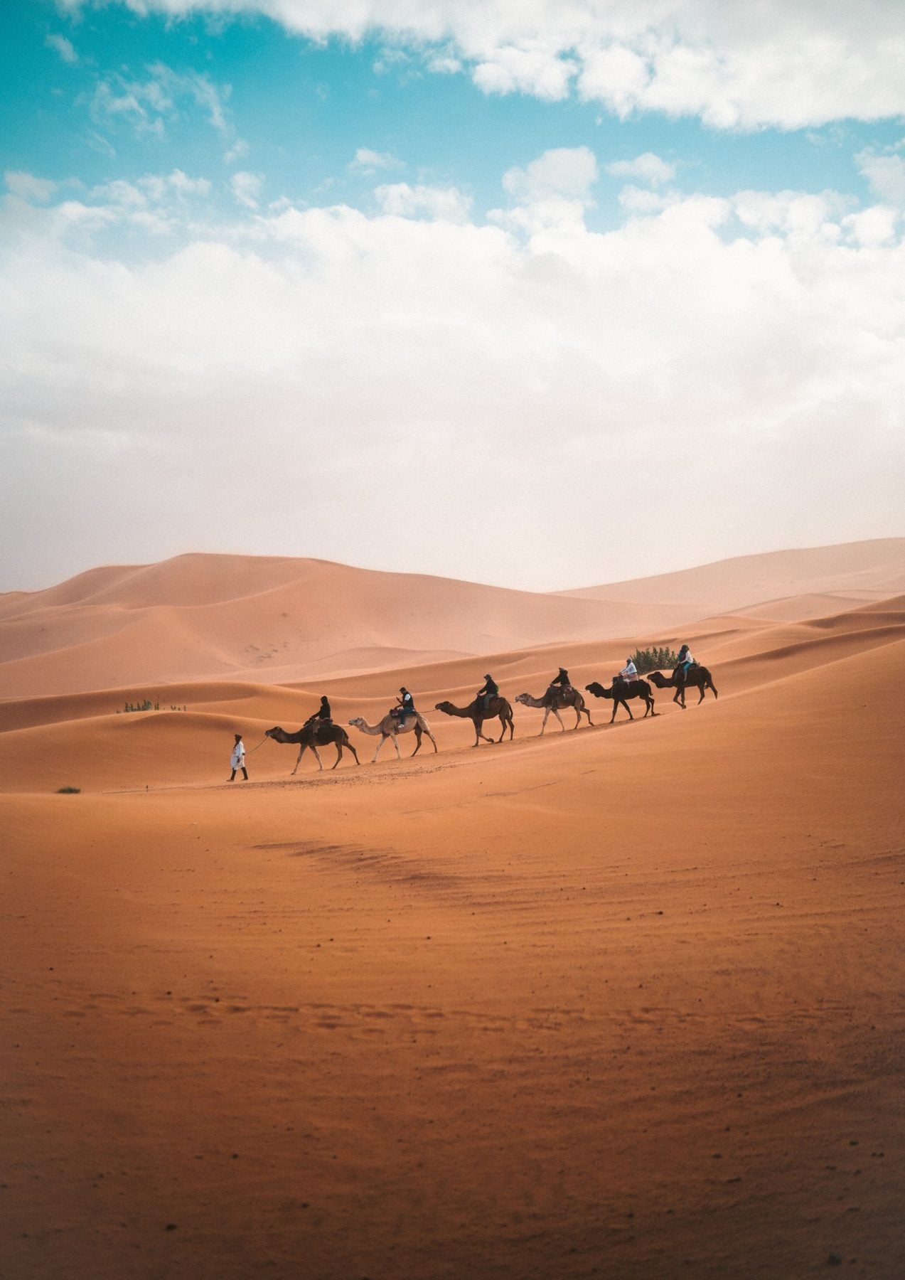Camels walking along the shore