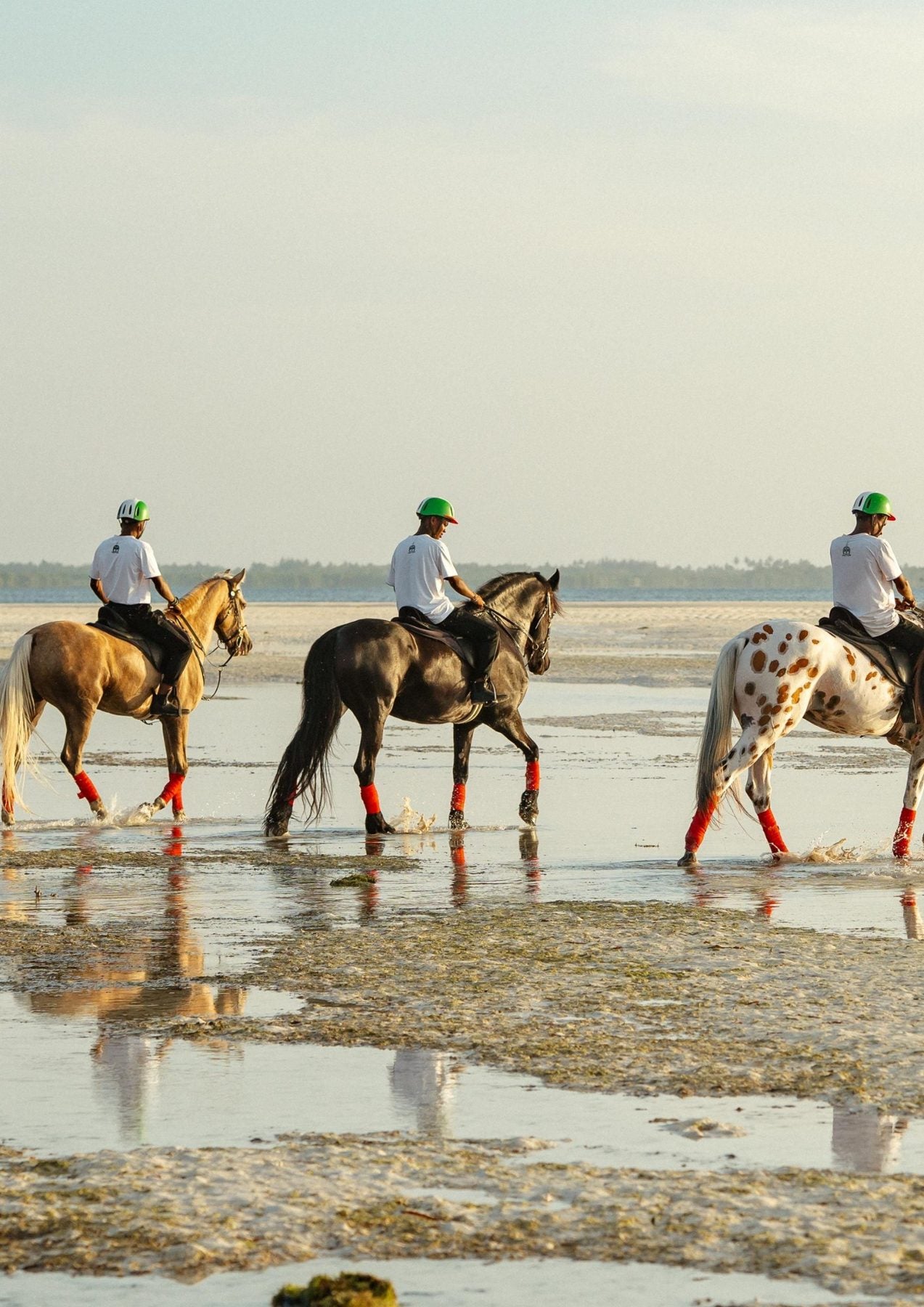 Horses on the beach in Morocco