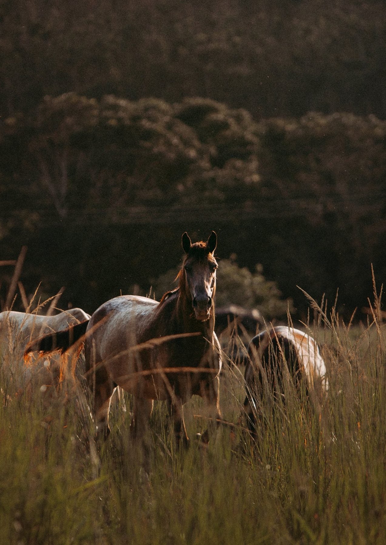 Horses grazing in a field in the Algarve